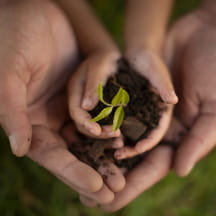 Adult hands cup a child's hands holding dirt and a small plant.